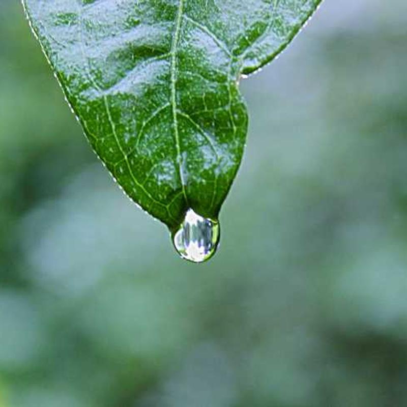 Random Image