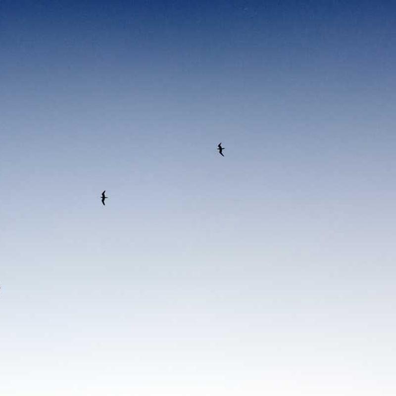 Random Image